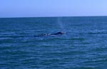 Suedlicher Glattwal schwimmt an der Wasseroberflaeche<br><br><br>Southern Right Whale <br><br><br><br><br><br>