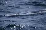 Suedlicher Glattwal unterwegs an der Meeresoberflaeche<br><br><br>Southern Right Whale <br><br><br><br><br><br>