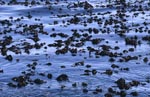 Kelplandschaft vor Dyer Island
