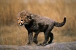 Baby Cheetah walks across a tree stump