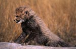 Baby Cheetah is based on a tree stump