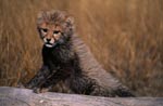 Baby Cheetah supported on a lying tree