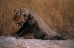 Baby Gepard stuetzt sich am liegenden Baumstamm ab