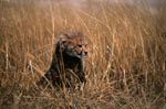 Baby Cheetah on lookout in the tall grass