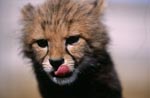Baby Cheetah close-up