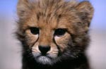 Baby Cheetah portrait