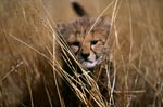 Baby cheetah in tall grass