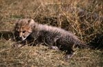 Baby Cheetah in the dry grass