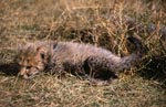 Baby Cheetah lying in the grass