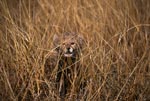 Baby Cheetah looks interesting from the tall grass