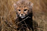 Little Cheetah in high dry grass