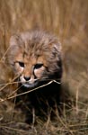 Baby Cheetah in the grass