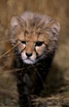 Expressive Baby Cheetah eye