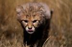 Baby cheetah practises sneaking up on his prey 