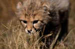 Baby Gepard hat eine Entdeckung im Gras gemacht