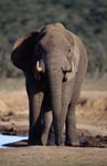 Thirsty African elephant