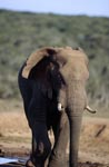 Afrikanischer Elefant an einer Wasserstelle