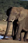 African Elephant at the waterhole