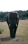 Afrikanischer Elefant frontal