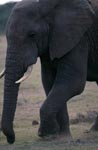 Afrikanischer Elefant frontal