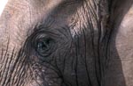 Afrikanischer Elefant Auge