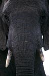 Afrikanischer Elefant Portraet frontal