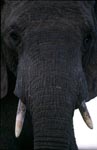 Afrikanischer Elefant Portraet frontal