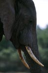 Afrikanischer Elefant Portraet seitlich
