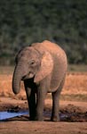 African Elephant at waterhole