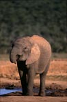 Afrikanischer Elefant am Wasser