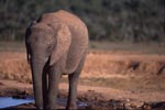 Trinkender Afrikanische Elefant