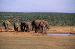 African elephant herd at waterhole