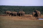 Afrikanische Elefanten Herde trinkt Wasser