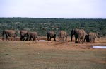 Trinkende Afrikanische Elefanten Herde