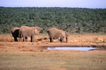Afrikanische Elefanten beim Trinken