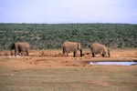 Afrikanische Elefanten an einer Wasserstelle