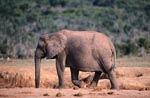 Afrikanischer Elefant sucht nach Wasser