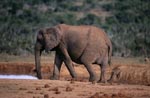 Afrikanischer Elefant hat Wasser gefunden