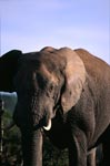 Afrikanischer Elefant 