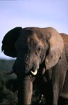 African Bush elephant observes everything exactly
