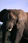 African Elephant (Loxodonta africana africana)