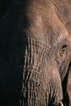 Head close-up of African elephant