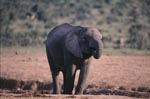 Afrikanischer Elefant hat Wasser gefunden