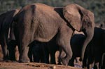 African elephants have found water