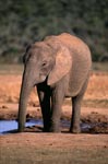 African elephant drinking at the waterhole