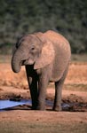 Durstiger Afrikanischer Elefant 