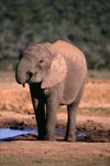 Young African elephant at the waterhole