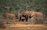 African elephants on the way to the watering hole