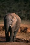 Afrikanischer Elefant hat seinen Durst gestillt