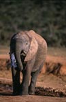 Afrikanischer Elefant loescht seinen Durst